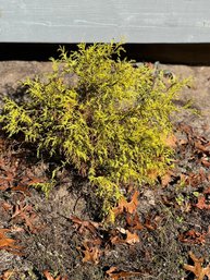 Gold Juniper Shrub