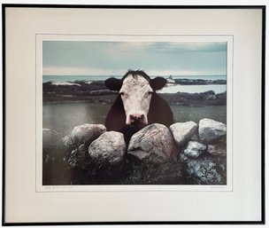 Large Framed Photograph 'Block Island Cow' By Malcolm Greenaway (A)