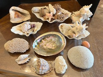 Shell Collectors Fun Lot