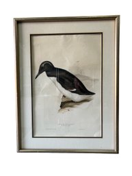 Bridled Guillemot Drawn From Nature By J & E Gould & Printed By C. Hallmandel