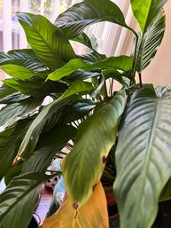 Peace Lily Plant, Live