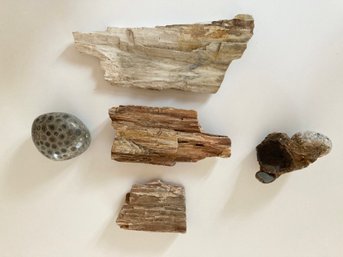 Three Pieces Of Petrified Wood And A Fossil Stone