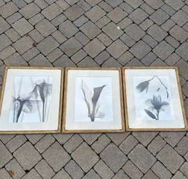 A Set Of 3 Botanical Abstract Photographs - Gilt Frames - Original Works - Unsigned