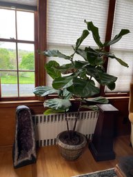 A Fiddle Leaf Fig Plant