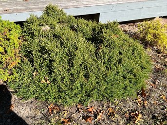 Creeping Juniper