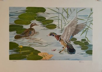 Duck Lithograph Signed And Numbered By Brown