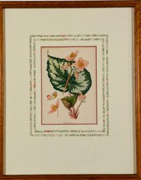 Begonia Botanical Art  -- Matted And Framed