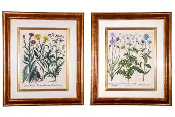 Pair Of Framed Botanicals - Yellow Centaurea Dyers Sawwort Plumed Thistle And More