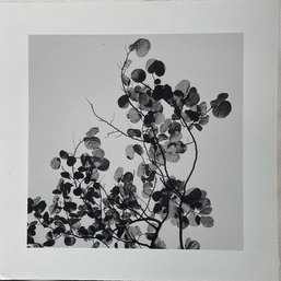 Bougainvillea Black And White Photograph