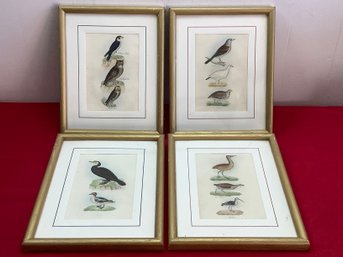 Framed Bird Lithographs Set Of 4