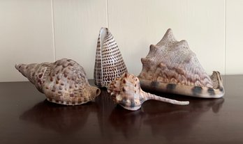 Group Of Well Cleaned Sea Shells