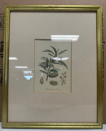 Photo Frame Of Botanical Art Plant Seeds Flowers.        WA