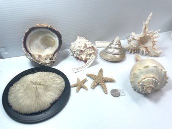 Exoctic Sea Shells And Coral - Millipede Lambis - Conch Shell -Pink-mouthed Murex - Star Fish