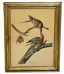 Framed John J. Audubon Engraving, 'Passenger Pigeon'