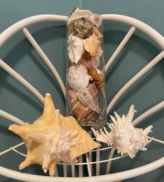 Collection Of Large Natural Conch Shells And Various Exotic Shells