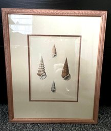 Hand Colored Engraving - Antique Shell Prints - By G. Perry - London 1810 - Matted In Linen