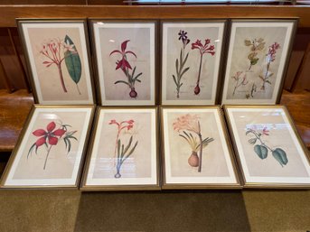 Eight Botanical Prints In Matching Custom Frames