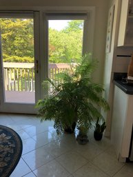 Potted Palm Houseplant - 52H