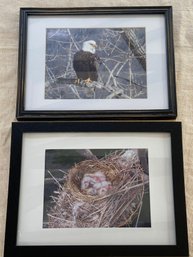 Photographs Bald Eagle & Nest Of Baby Kingbirds Pictures By Ken Kelly 15x12 Matted Framed