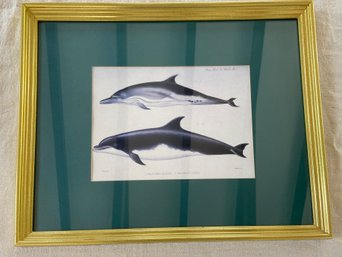 Dolphin Lithograph Print 22x18 Matted Framed