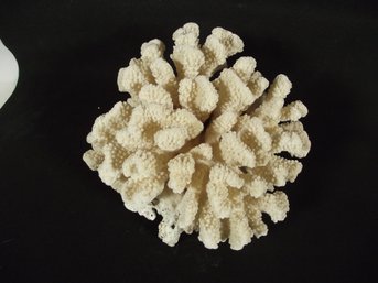 Another Decorative Piece Of Coral