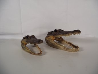 Two Alligator Heads - Taxidermy