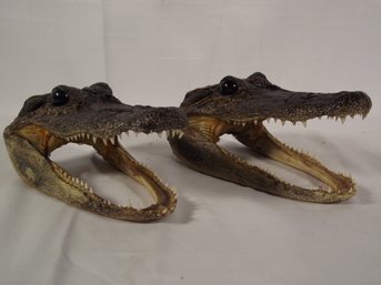 Lot Of Two (2) Taxidermy Alligator Heads