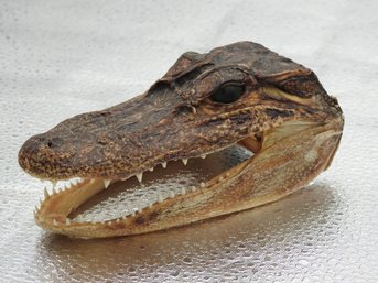 Real Life Taxidermy Alligator Head