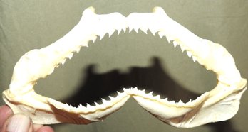 Real Shark Jaw With Sharp Teeth