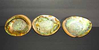 3 Large Alabaster Sea Shells Nice Colors