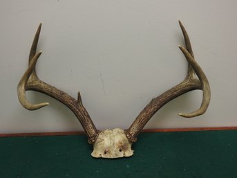 16 Inch 7 Point Deer Antlers