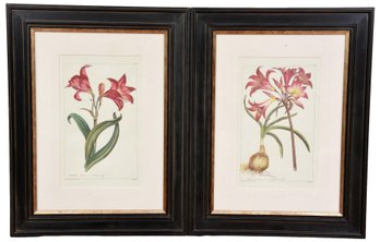 Pair Of Philip Miller Framed Botanicals - Amaryllis And Belladonna Lily