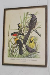 'blackbirds, Bobolink, Crackle, Cowbird And Meadowlark' By Authur Singer