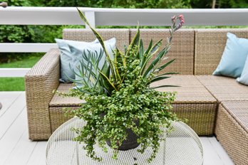 Outdoor Live Plant With Snake Plant, Cactus And More