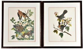 Pair Of Custom Framed Audubon Prints ' Cat Bird' And 'Carolina Pigeon Or Turtle Dove'