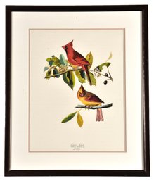 Custom Framed Audubon Print 'Cardinal Grosbeak'