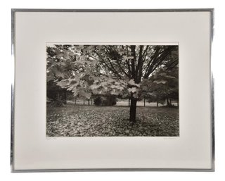 Signed Lois Conner Framed Photograph Titled 'Maple 1975'