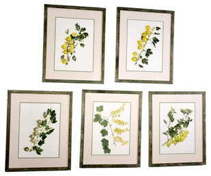 Collection Of Five Nicely Framed Botanical Prints