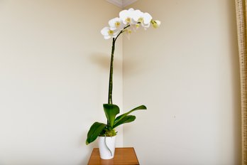 Phalaenopsis Orchid In White Planter Pot