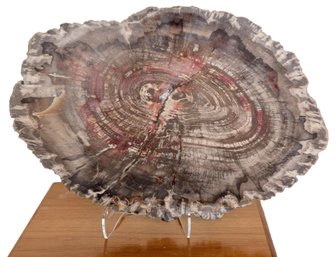 Petrified Wood Sculpture