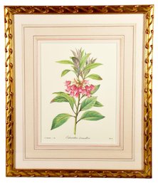 P.J. Redoute Framed Botanical Print