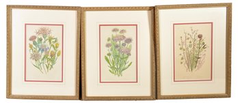 Set Of Three Framed Botanicals