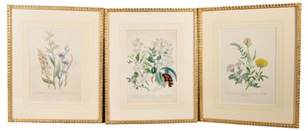 Three Jane Loudon (1807-1858) Original Hand Colored Genuine Early Framed Botanical Prints With Certificates