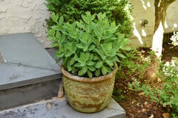 Pottery Planter With Succulent Live Plant