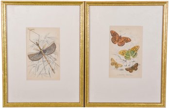 Pair Of Lizars SC Framed Insect Prints (Phasma Necydaloides & Argymais Paphia)