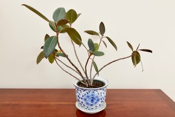 Porcelain Planter With Under-Plate And Live Ficus Burgundy Rubber Plant