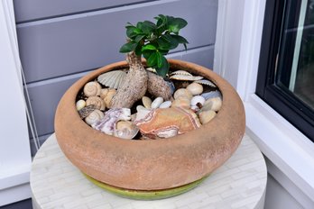 Ficus Bonsai Tree In Pottery Planter Surrounded By Seashells, Sandstones And More