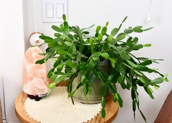 Christmas Cactus Plant And Lava Rock Lamp