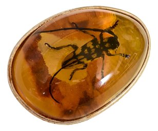 Amber Encased Fossilized Wasp With Sterling Silver Rim And Pin Back