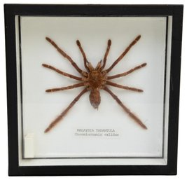 Taxidermy Malaysian Tarantula Coremiocnemis Validus Framed Specimen